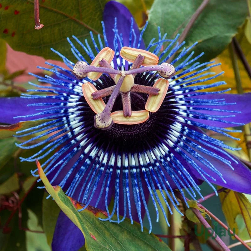 Passiflora Flower seeds for Planting Hardy Variety Heirloom & GMO Free Seeds for Home Garden