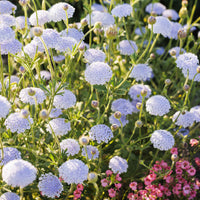 Blue Lace Flower seeds for Planting - Colorful Display, Heirloom & GMO Free Seeds for Home Garden