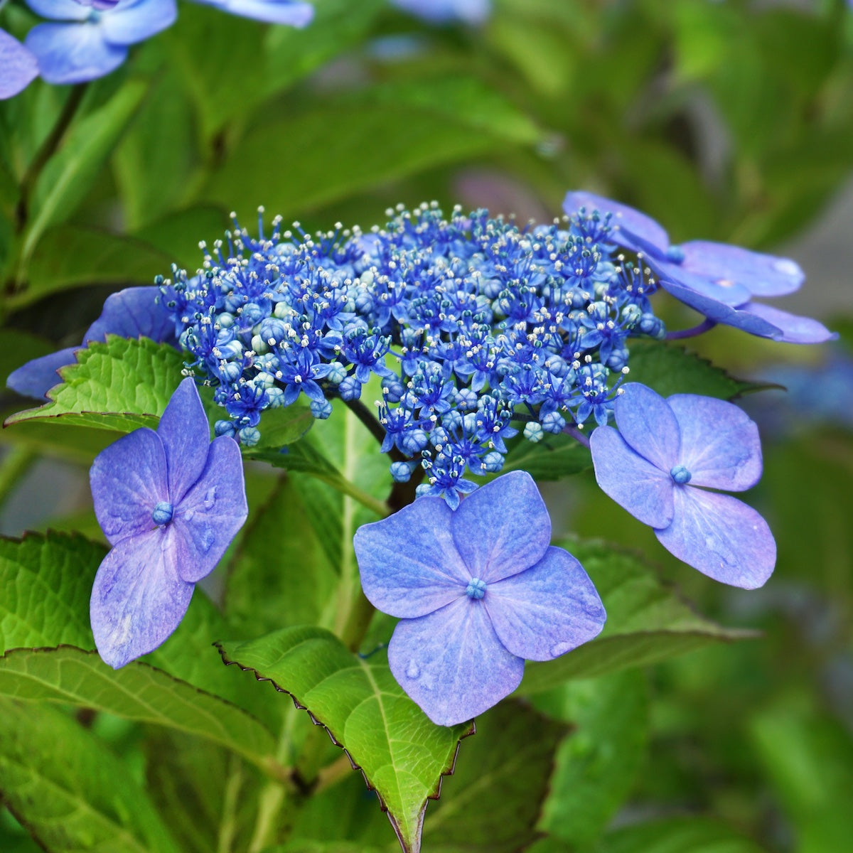 Hydrangea Flower seeds for Planting - Hardy Variety, Heirloom & GMO Free Seeds for Home Garden