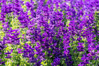Blue Monday Clary Sage plant with blue and violet flowers in garden