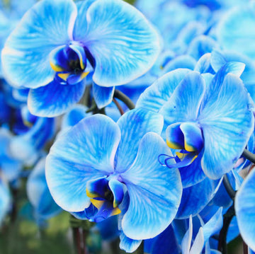 Sky Blue Butterfly Orchid Flower seeds for Planting Sun Loving Heirloom & GMO Free Seeds for Home Garden
 
 Sale