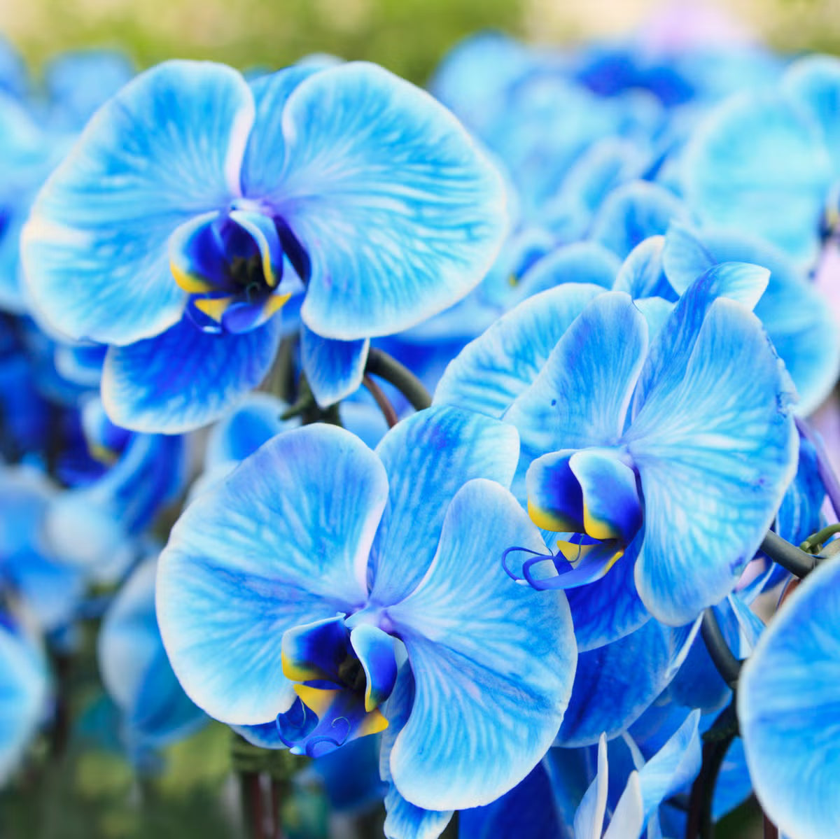 Deep Blue Phalaenopsis Orchid Flower seeds for Planting Bright Blooms Heirloom & GMO Free Seeds for Home Garden 
 
 Sale