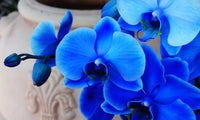 Blue Phalaenopsis Orchid Growing Indoors in Pot