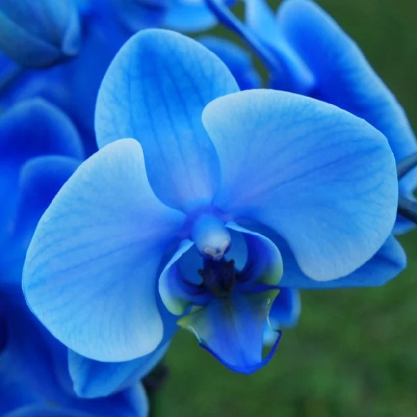 Deep Blue Phalaenopsis Orchid Flower seeds for Planting - Low Maintenance, Heirloom & GMO Free Seeds for Home Garden