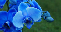 Sky Blue Butterfly Orchid Flower seeds for Planting - Premium Quality, Heirloom & GMO Free Seeds for Home Garden