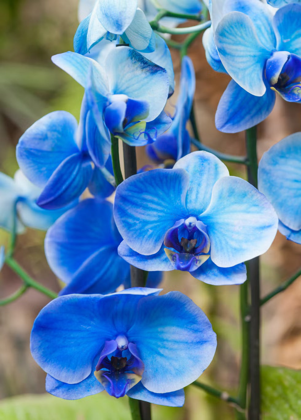 Sky Blue Butterfly Orchid Flower seeds for Planting Sun Loving Heirloom & GMO Free Seeds for Home Garden
 
 Sale