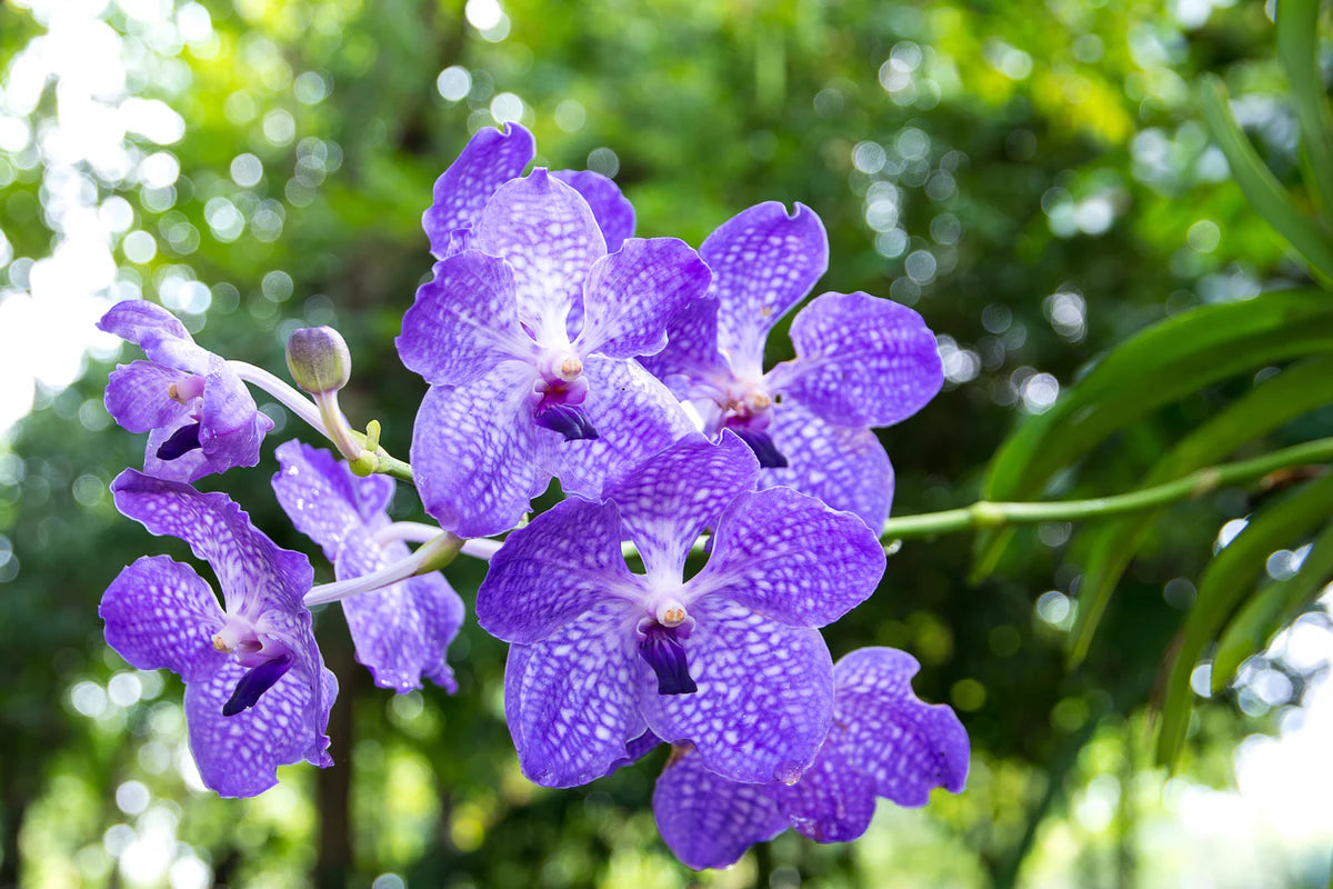 Blue Butterfly Orchid Flower seeds for Planting - Hardy Variety, Heirloom & GMO Free Seeds for Home Garden
