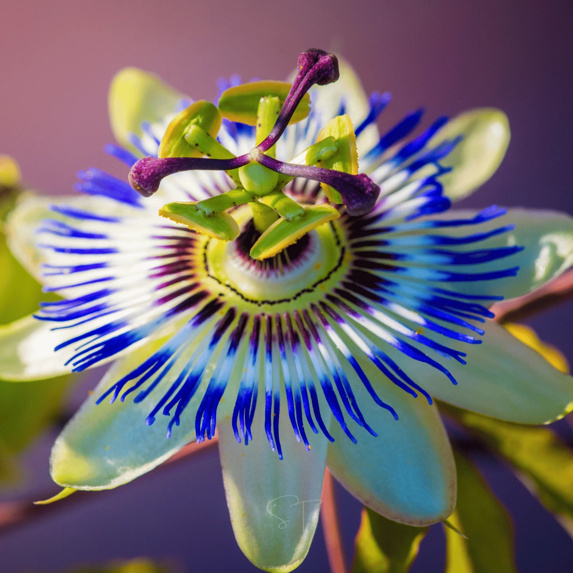 Blue Passion Flower seeds for Planting Easy to Grow Heirloom & GMO Free Seeds for Home Garden 
 
 Sale