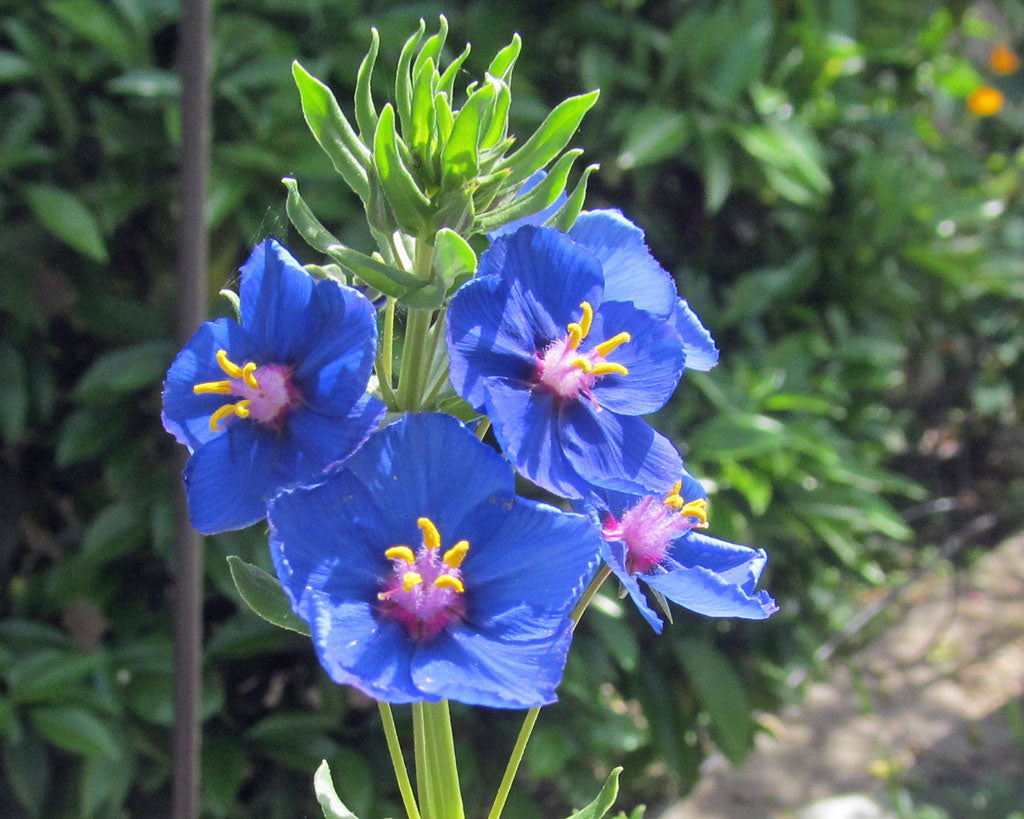 Blue Pimpernel Anagallis Seeds for Planting – Bright Blue Flowers