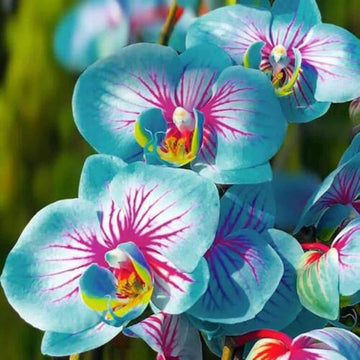 Blue Pink Butterfly Orchid Seeds for Planting