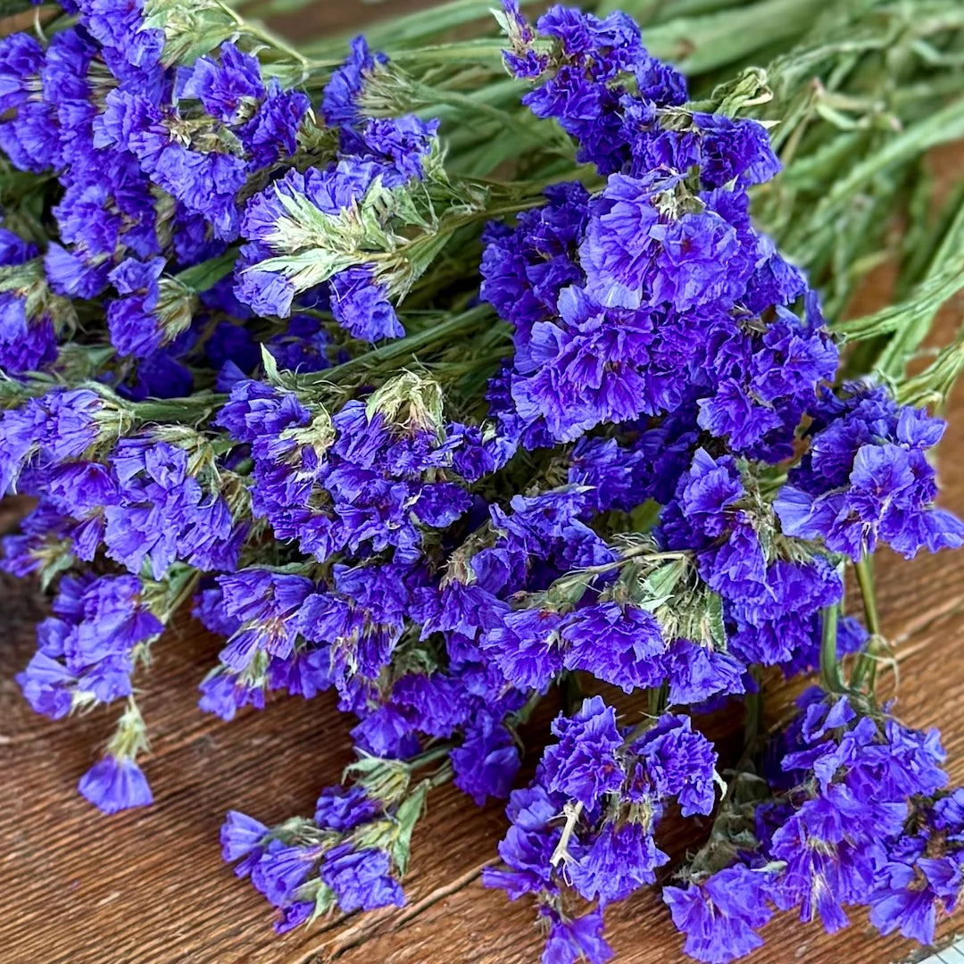 Limonium Flower seeds for Planting Cut Flower Favorite Heirloom & GMO Free Seeds for Home Garden