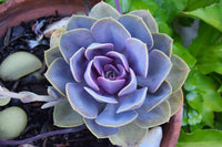 Blue & Purple Succulent Flower Seeds for Planting