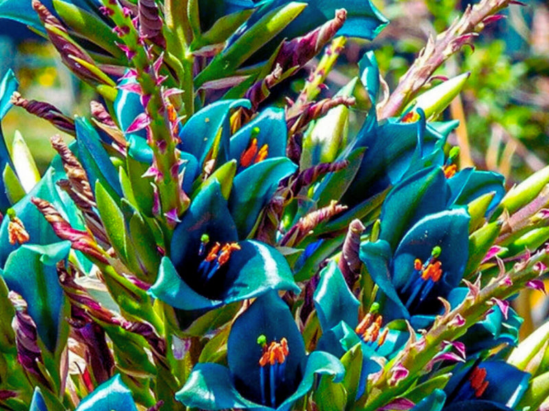 Green Blue Puya Flower seeds for Planting - Bright Blooms, Heirloom & GMO Free Seeds for Home Garden