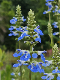 Blue Sage Flower seeds for Planting Colorful Display Heirloom & GMO Free Seeds for Home Garden 
 
 Sale