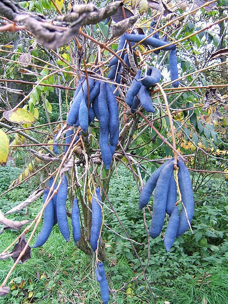 Blue Sausage Fruit Seeds Decaisnea fargesii edible ornamental shrub