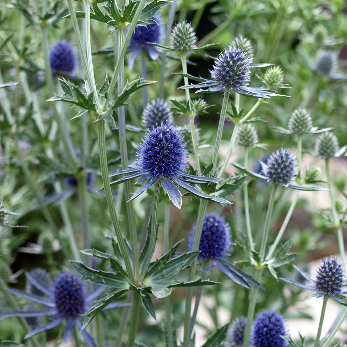 Blue Holly Eryngium Flower seeds for Planting - Long Bloom Season, Heirloom & GMO Free Seeds for Home Garden
