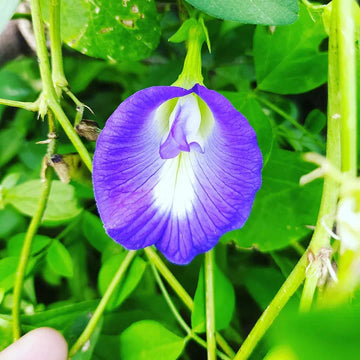 Blue Shankam Flower Seeds for Planting