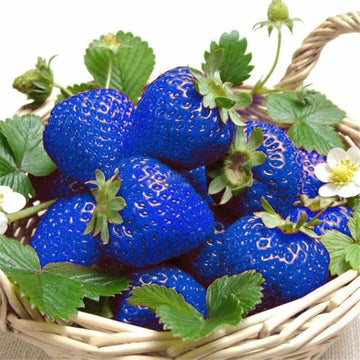 Blue strawberry seeds for planting unique strawberries