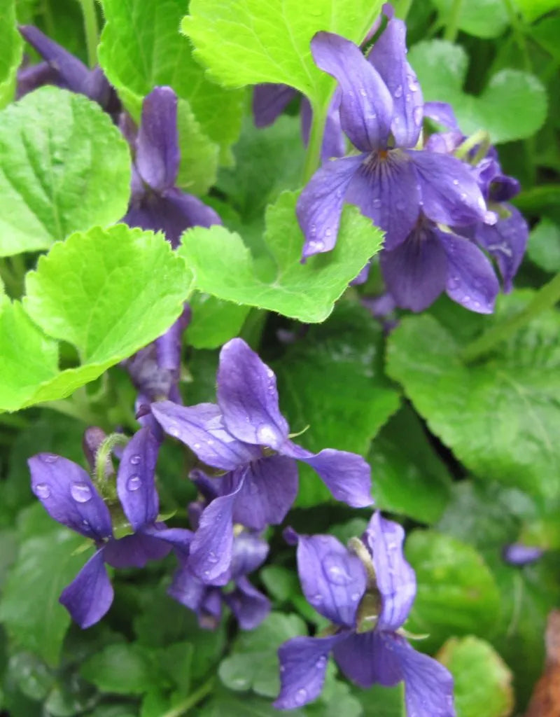 Viola Charlotte Flower seeds for Planting Seasonal Bloomer Heirloom & GMO Free Seeds for Home Garden