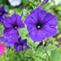 Blue Petunia Flower seeds for Planting - Vibrant Colors, Heirloom & GMO Free Seeds for Home Garden