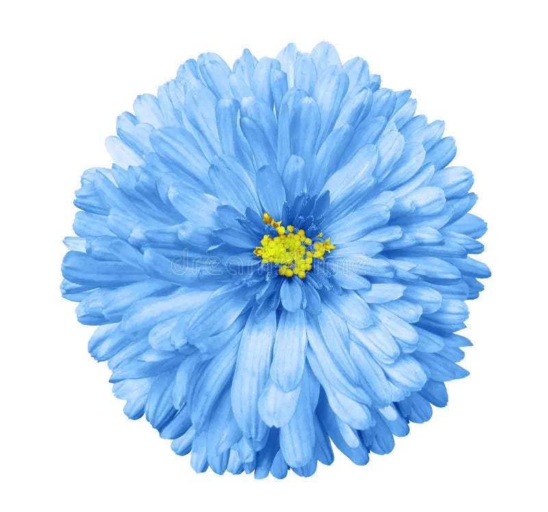 Classic Blue and White Aster Seeds