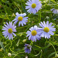 Blue Brachycome Flower Seeds: Essential Planting Guide