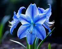 Blue Hippeastrum Flower seeds for Planting - Hardy Variety, Heirloom & GMO Free Seeds for Home Garden