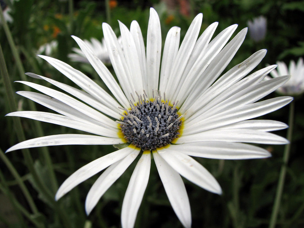 White Arctotis Flower seeds for Planting Long Bloom Season Heirloom & GMO Free Seeds for Home Garden 
 
 Sale