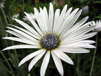 White Arctotis Flower seeds for Planting Long Bloom Season Heirloom & GMO Free Seeds for Home Garden 
 
 Sale