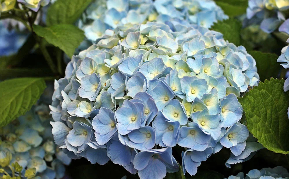 Blue White Hydrangea Flower seeds for Planting - Shade Tolerant, Heirloom & GMO Free Seeds for Home Garden