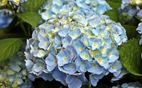 Blue White Hydrangea Flower seeds for Planting - Shade Tolerant, Heirloom & GMO Free Seeds for Home Garden