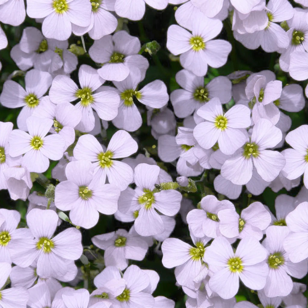 Aubrieta Rock Cascade Flower Seeds - White for Planting