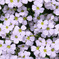 Aubrieta Rock Cascade Flower Seeds - White for Planting