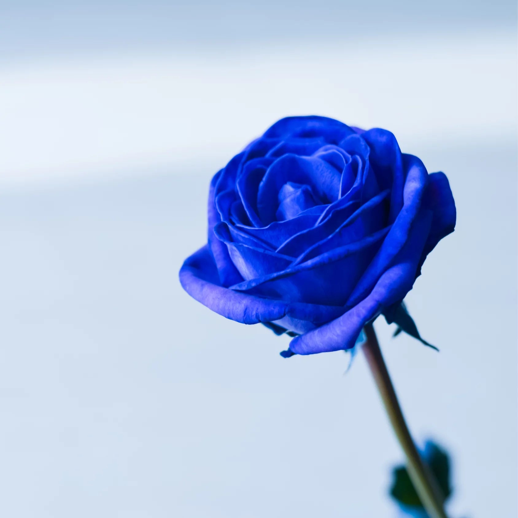 Blue Rose Flower Seeds  Cultivate Unique Blooms in Your Garden