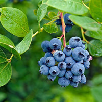 Blueberry seed mix combining highbush and lowbush varieties for home gardens