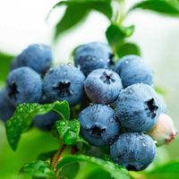 Blueberry seedlings germination and planting guide