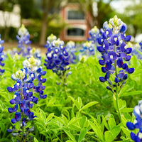 Bluebonnet Seeds for Planting: Grow Beautiful Flowers