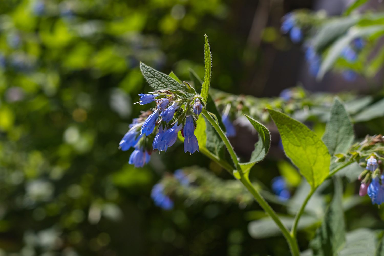 Comfrey Flower seeds for Planting Long Bloom Season Heirloom & GMO Free Seeds for Home Garden