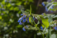 Comfrey Flower seeds for Planting Long Bloom Season Heirloom & GMO Free Seeds for Home Garden
