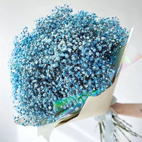 Blue Gypsophila Flower seeds for Planting - Hardy Variety, Heirloom & GMO Free Seeds for Home Garden