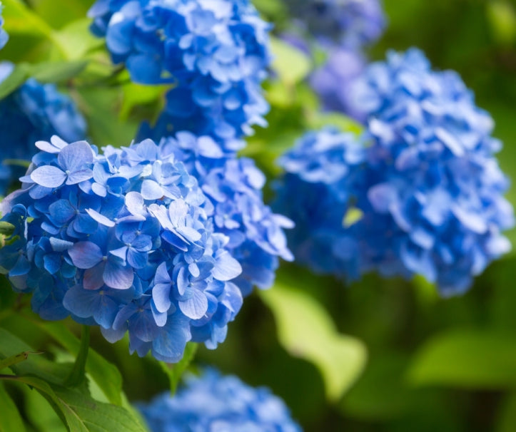 Deep Blue Hydrangea Flower seeds for Planting - Pollinator Friendly, Heirloom & GMO Free Seeds for Home Garden