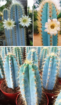 Heirloom Pilosocereus Flower seeds for Planting Hardy Variety Heirloom & GMO Free Seeds for Home Garden