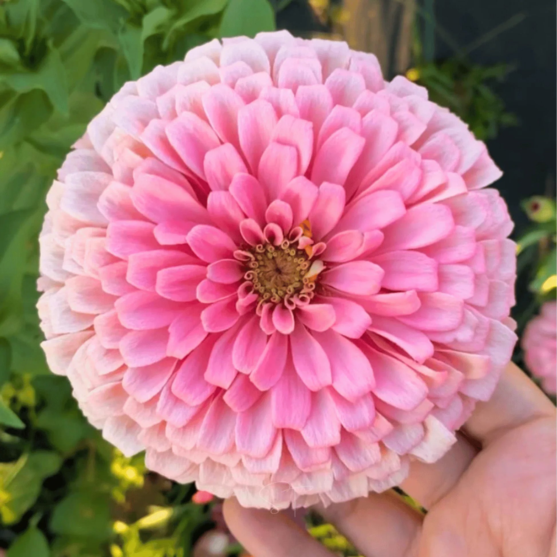 Light Pink Zinnia Flower seeds for Planting Bright Blooms Heirloom & GMO Free Seeds for Home Garden