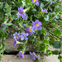 Purple Bacopa Blutopia Flower seeds for Planting - Garden Favorite, Heirloom & GMO Free Seeds for Home Garden