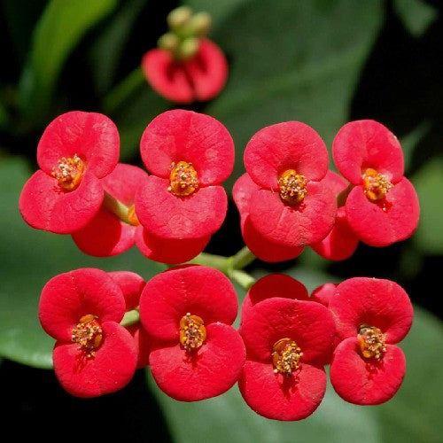 Euphorbia Milii Flower seeds for Planting Compact Growth Heirloom & GMO Free Seeds for Home Garden