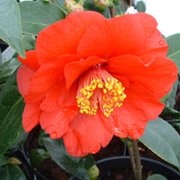 Light Orange Camellia Flower seeds for Planting - Seasonal Bloomer, Heirloom & GMO Free Seeds for Home Garden