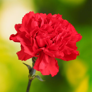 Bold Red Carnation Flower Seeds for planting