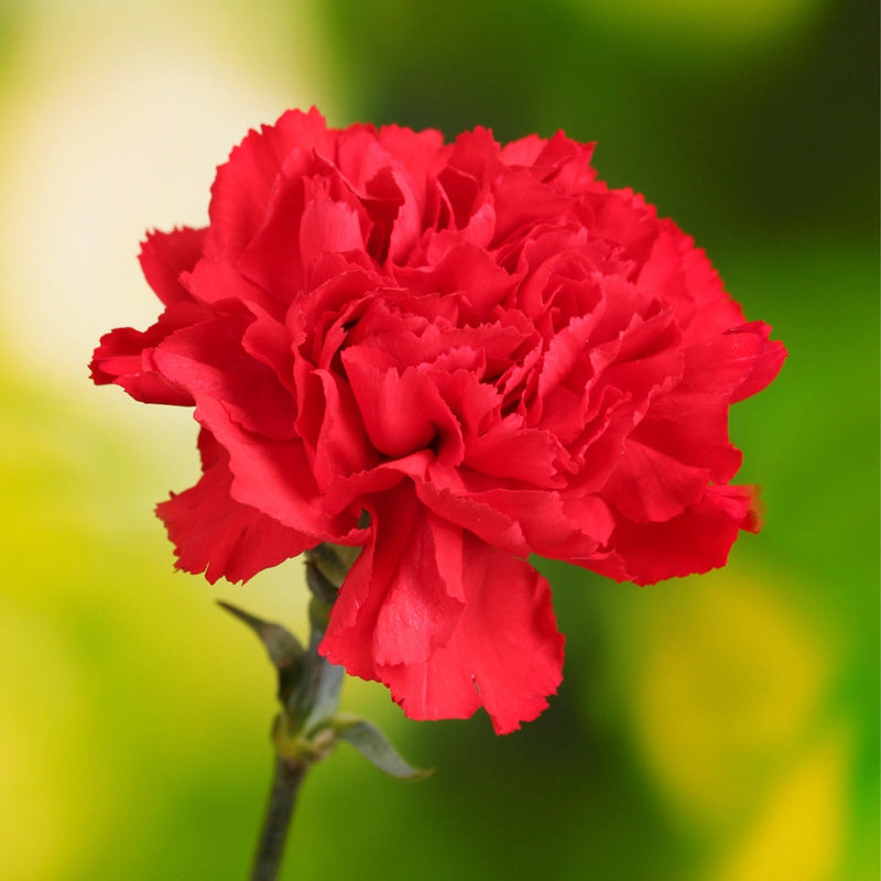Bold Red Carnation Flower Seeds for planting