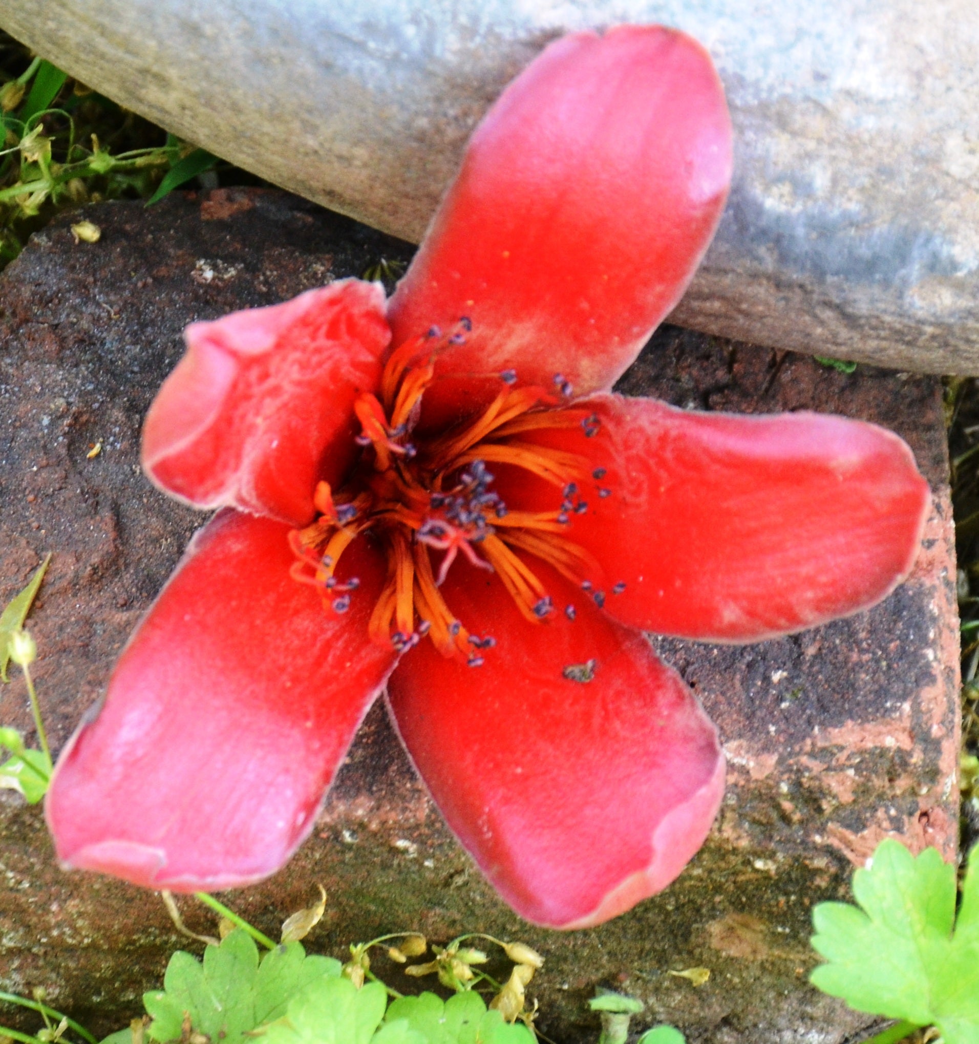 Bombax Ceiba Flower seeds for Planting Perfect for Borders Heirloom & GMO Free Seeds for Home Garden