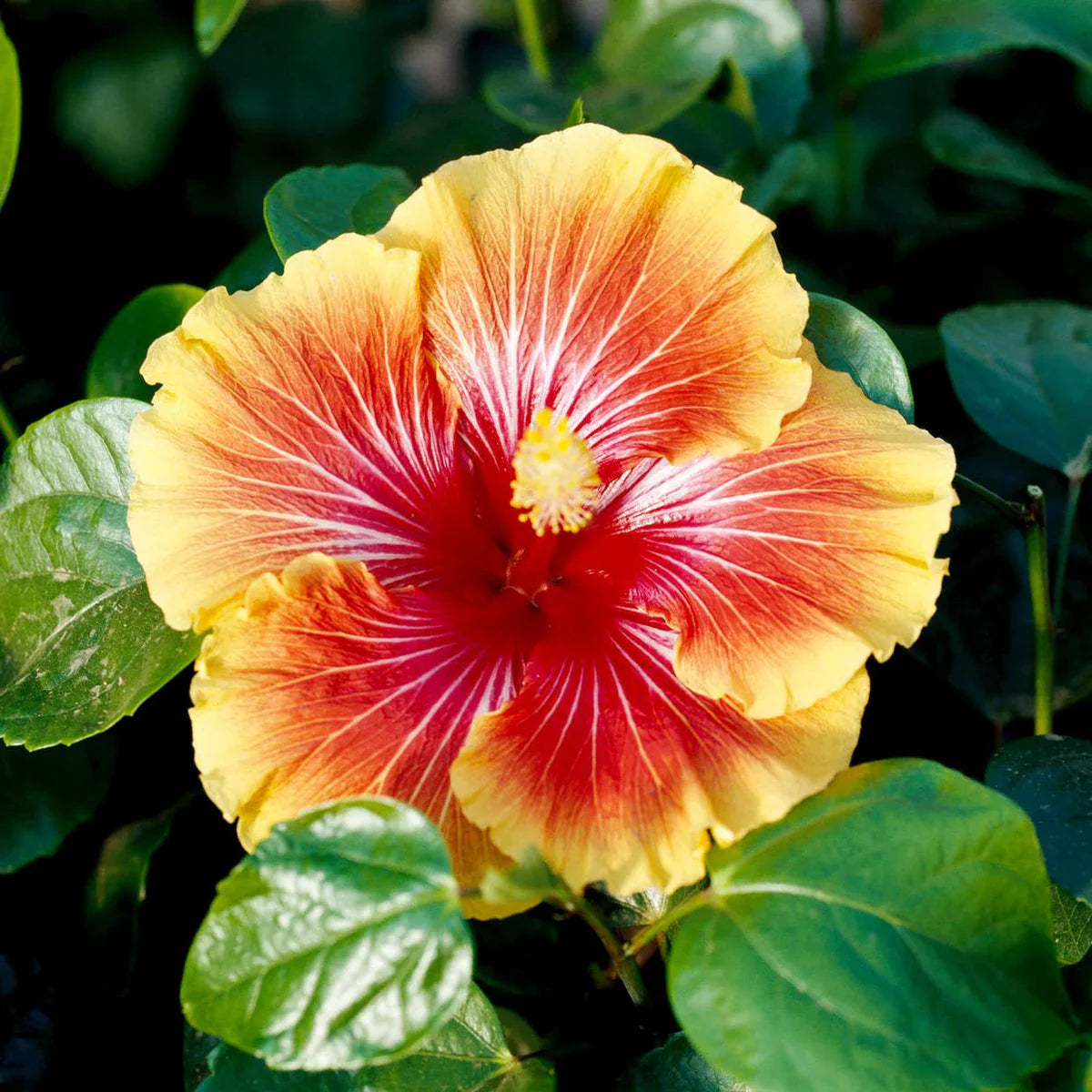 Black Yellow Hibiscus Flower seeds for Planting Easy to Grow Heirloom & GMO Free Seeds for Home Garden